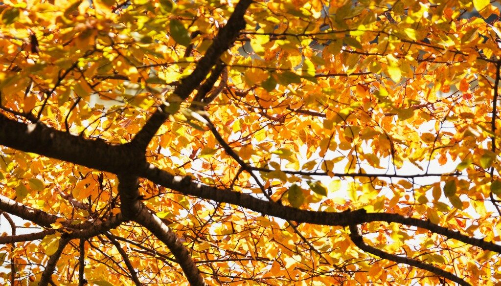 A tree in the fall with bright yellow leaves.