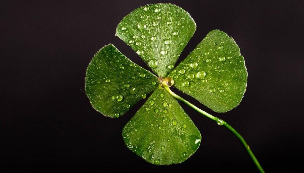 Four leaf clover for St. Patty's Day.