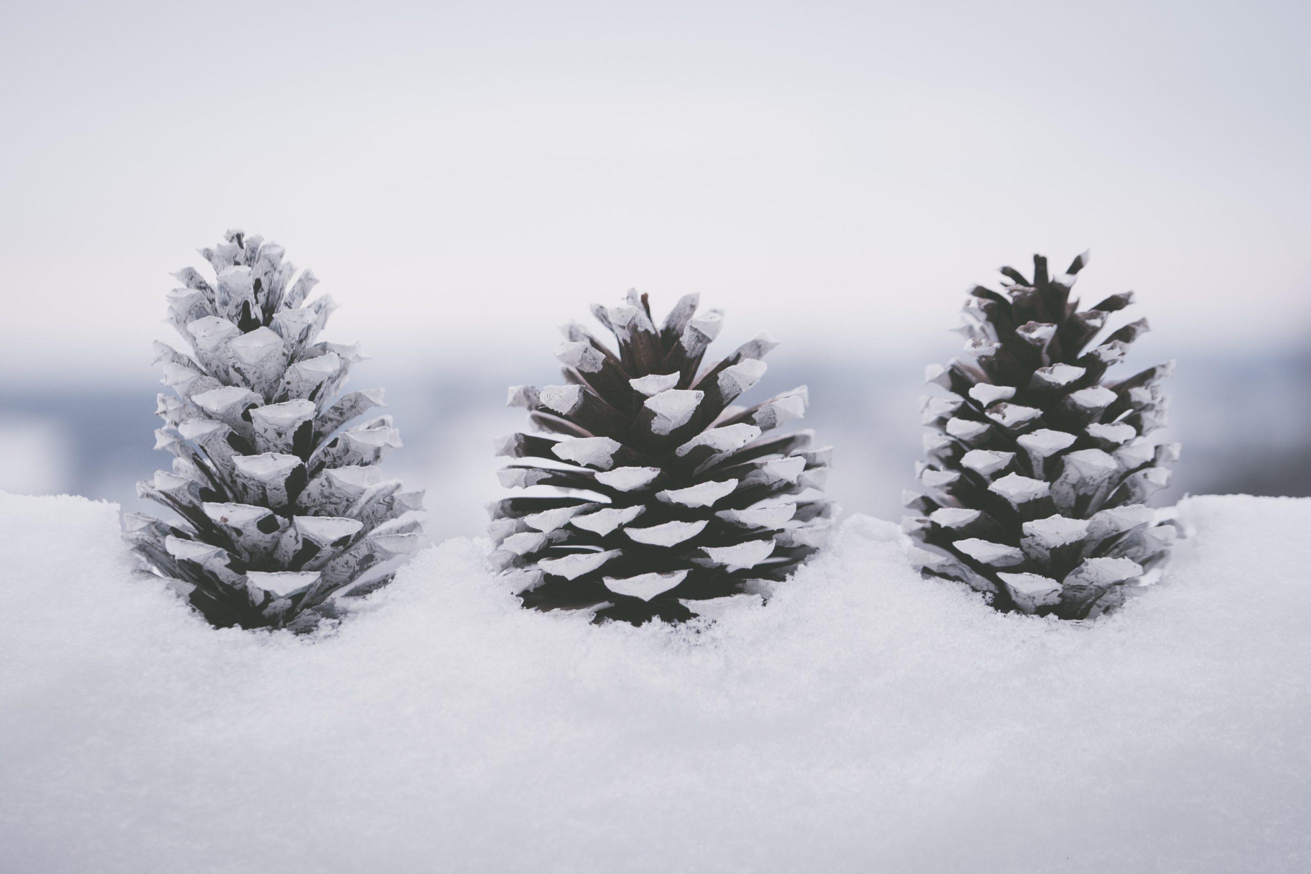 Pine Cones in the Winter