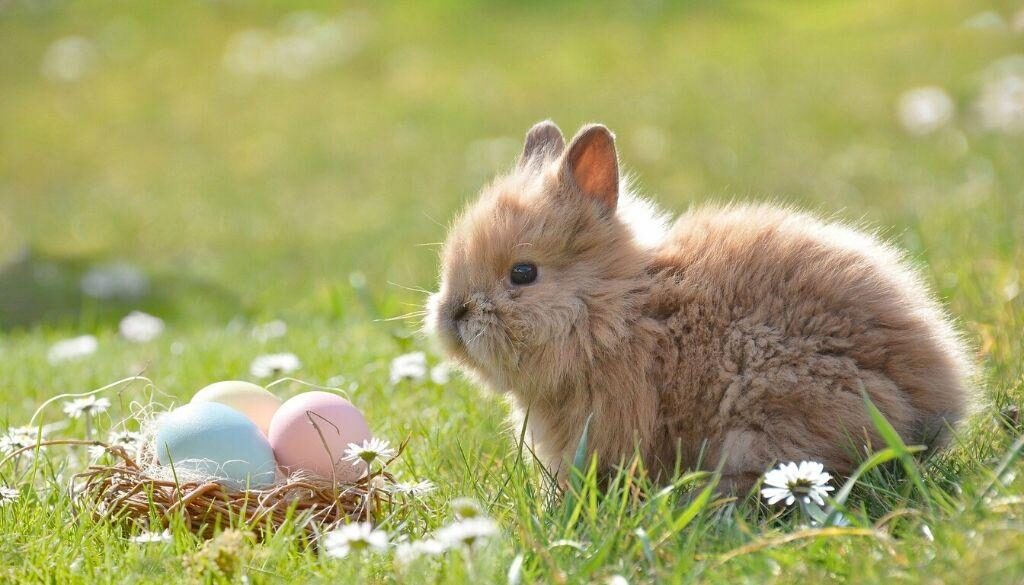 A bunny sitting with Easter eggs.