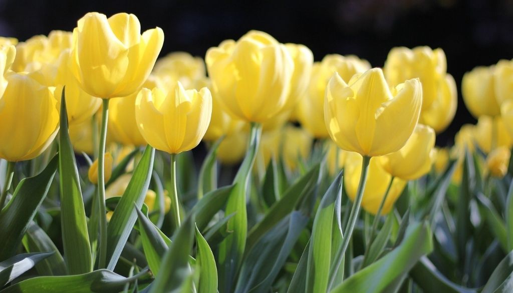 Fun Easter Activities For Seniors With Dementia