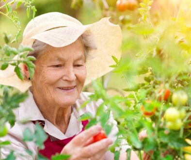 Elderly woman participating in a mentally stimulating activity in garden picking cherry tomatoes, The Neighbors of Dunn County.