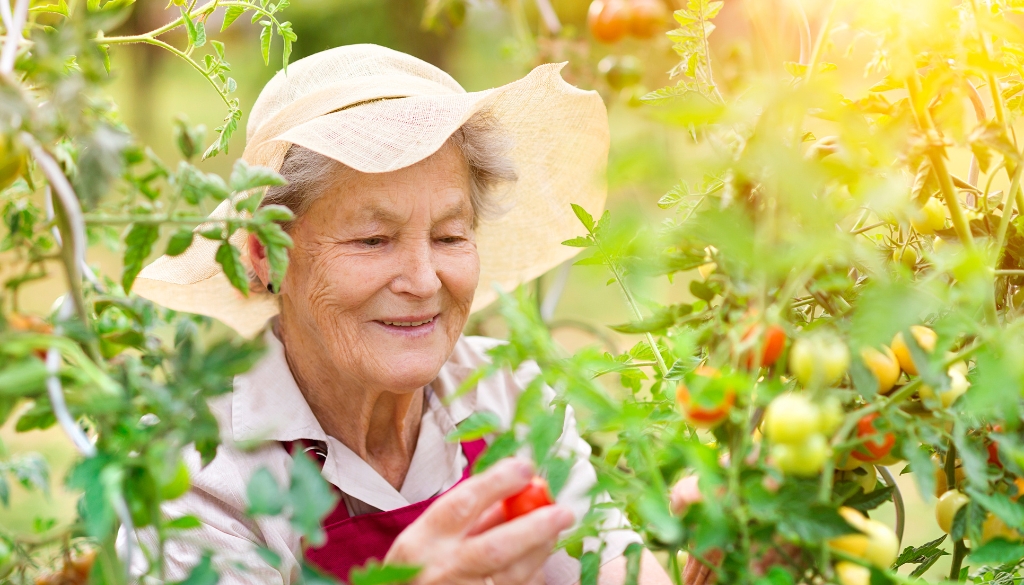 Elderly woman participating in a mentally stimulating activity in garden picking cherry tomatoes, The Neighbors of Dunn County.