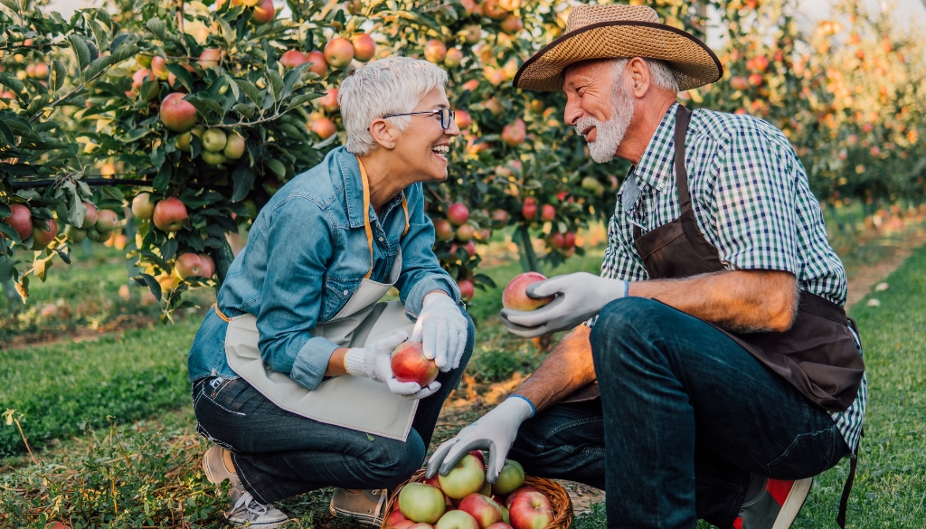 The Neighbors Of Dunn County; safety tips for seniors- A senior couple is picking apples in an orchard during the fall months.